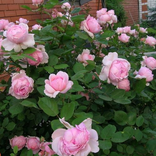 Růžová - Stromkové růže s květmi čajohybridů - stromková růže s rovnými stonky v koruně